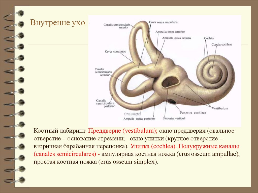 Внутреннее ухо находится в кости. Строение уха костный Лабиринт. Полукружные каналы внутреннего уха анатомия. Костный Лабиринт внутреннего уха латынь. Костный Лабиринт внутреннего уха преддверие.