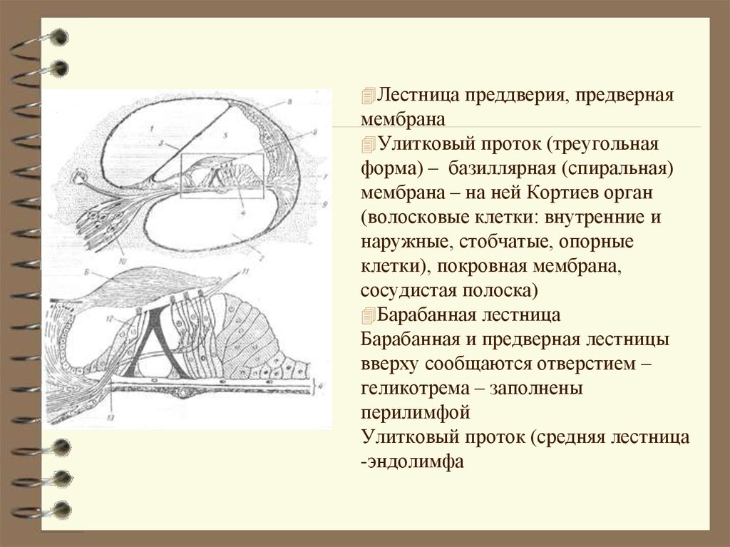 Волосковые клетки кортиева органа