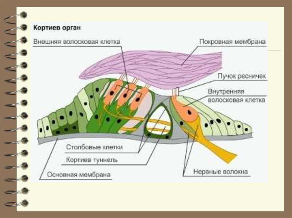 Чувствительные клетки внутреннего уха. Кортиев орган строение. Строение улитки и Кортиева органа. Рецепторные клетки Кортиева органа. Кортиев спиральный орган строение.