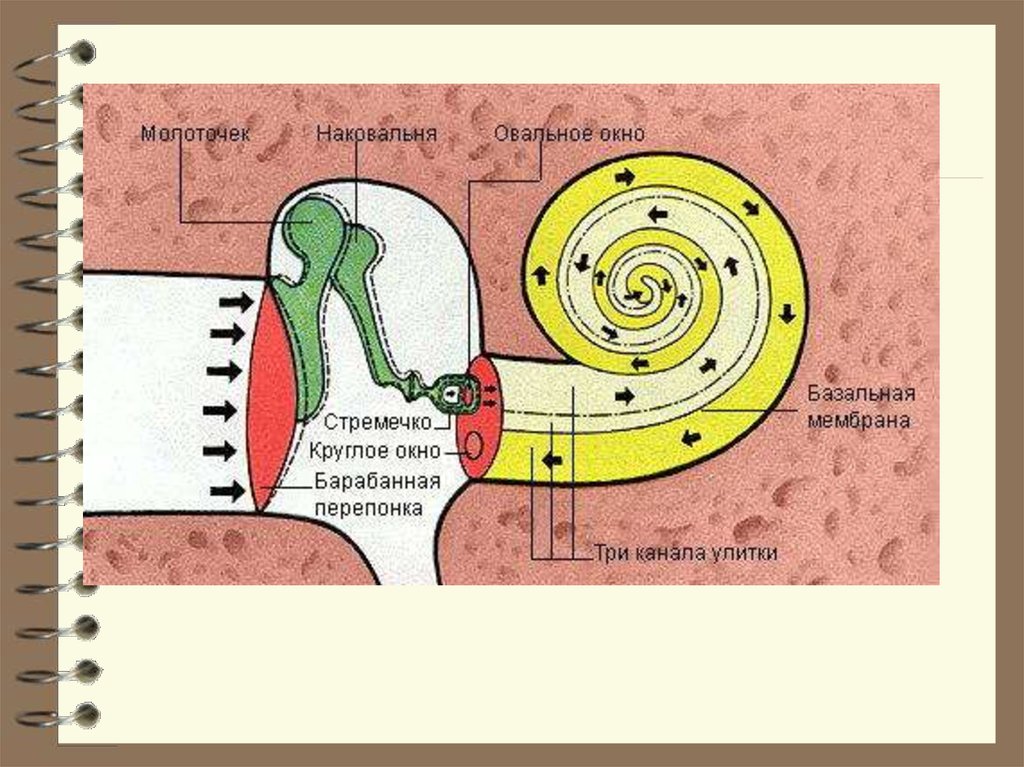 Улитка выполняет функцию. Строение улитки уха. Структура улитки уха. Строение слуховой улитки. Структура улитки внутреннего уха.
