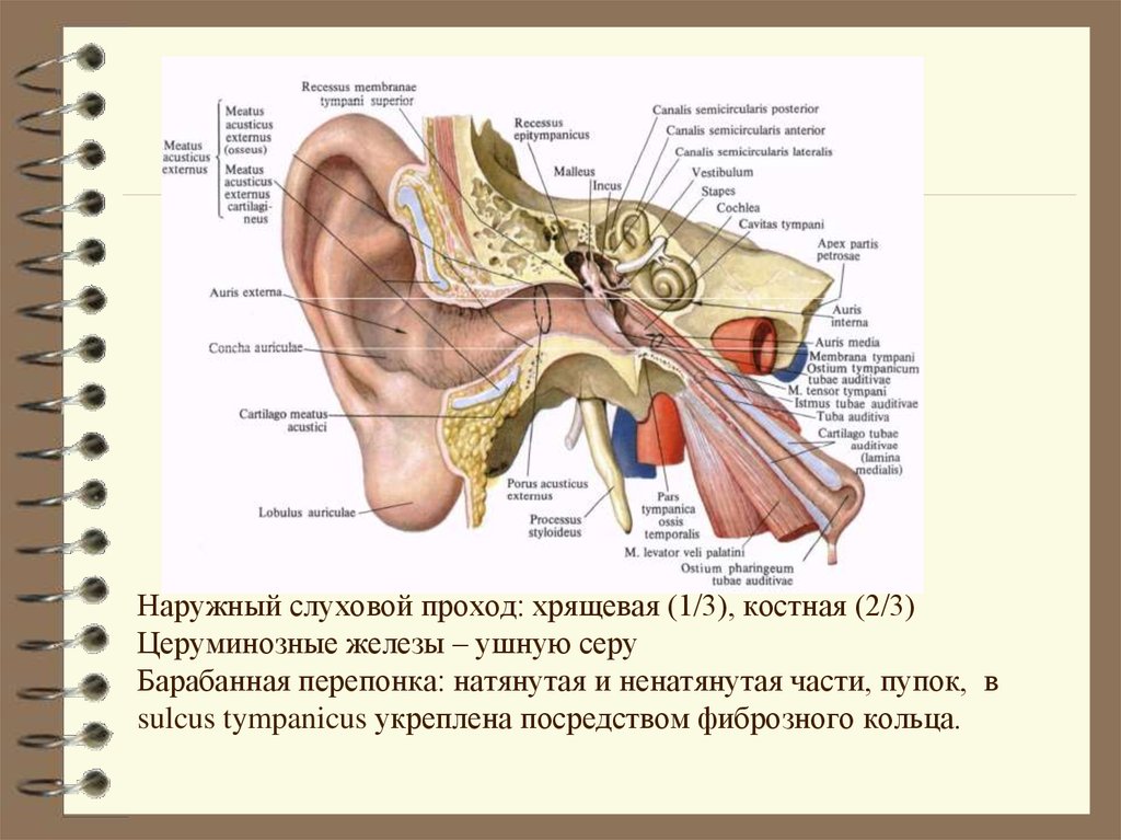 Серные железы. Хрящевой наружный слуховой проход. Железы наружного слухового прохода. Хрящевой и костный слуховой проход. Железо наружного слухового прохода.