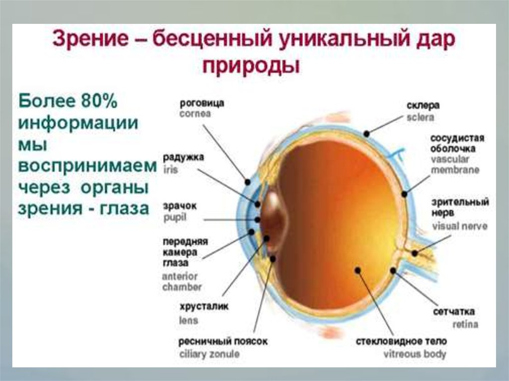 Процесс зрения. Уникальность органов зрения. Зрение уникальный дар. Зрение уникальный дар природы. Презентация бесценный дар зрение.