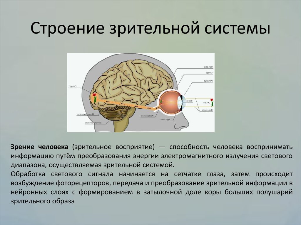 Структуры зрительного. Зрительная система человека. Строение зрительной системы человека. Старение зрительной системы. Структура зрительной системы.