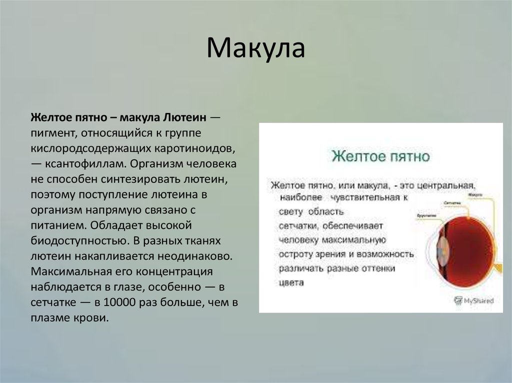 Почему желтое пятно желтое. Жёлтое пятно глаза макула. Строение глаза человека макула.