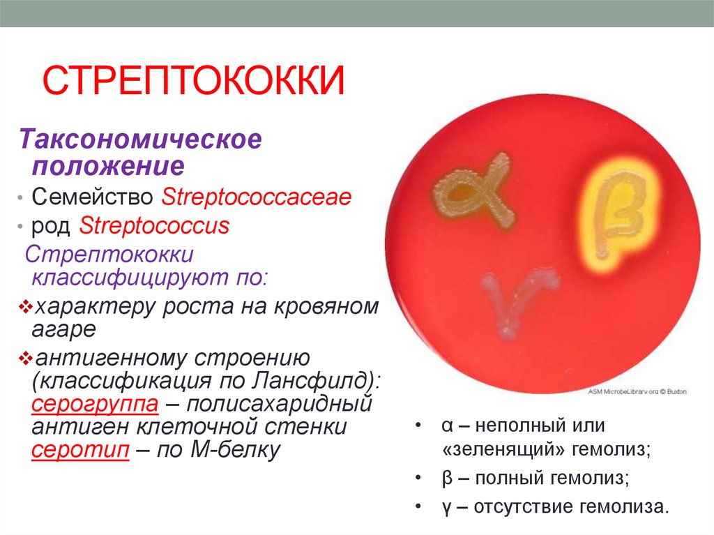Стрептококки у женщин лечение. Стрептококки Тип гемолиза. Стрептококк группы а характеристика. Стрептококк группы а возбудитель. Стрептококки таксономия микробиология.