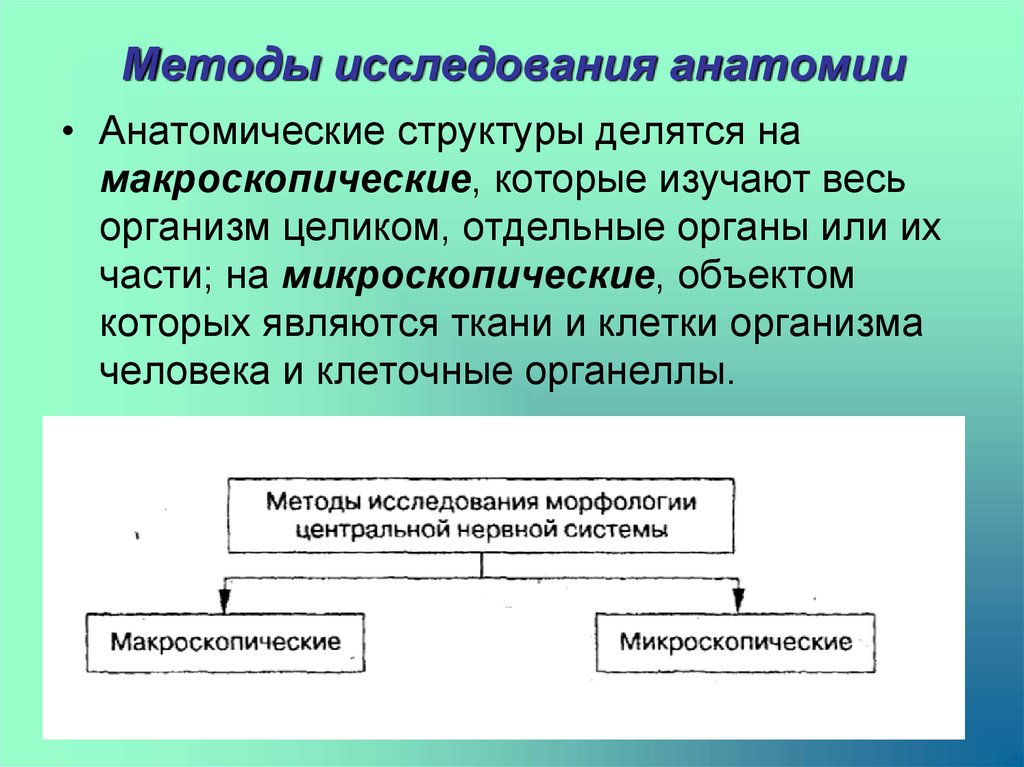 Методы изучения анатомии человека