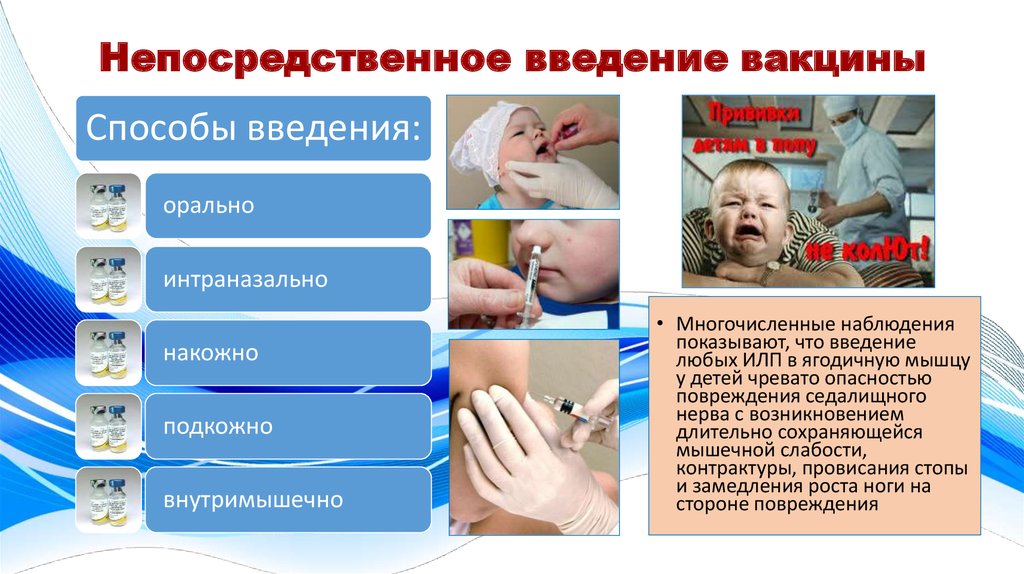 Анатомические области введения вакцин