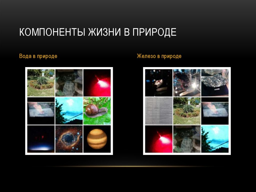 Компоненты жизни в природе