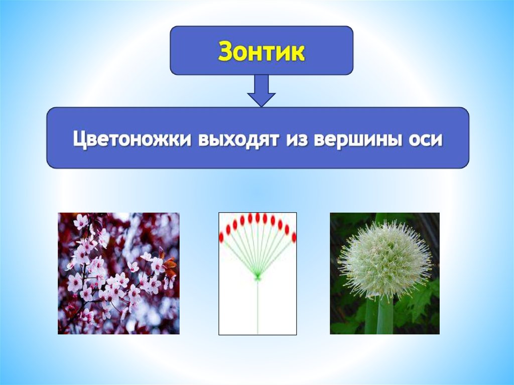 Сообщение на тему соцветие. Соцветия. Типы соцветий. Соцветия цветов. Соцветия презентация.