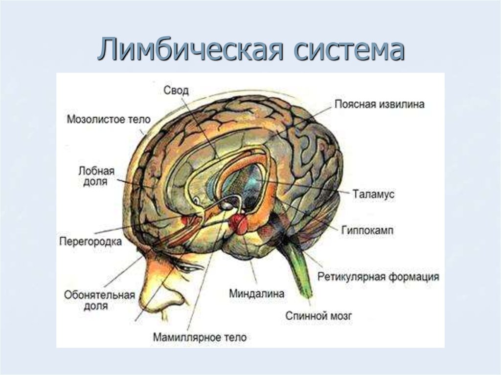 Лимбическая система рисунок