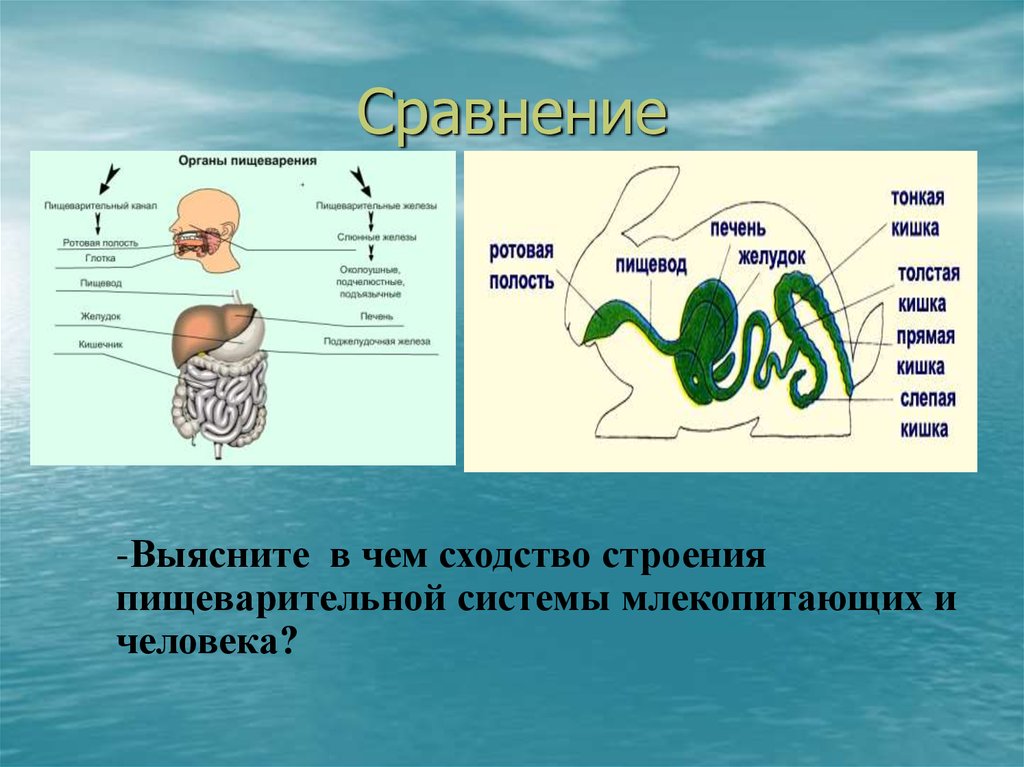 Сходство строения большинства систем органов. Пищеварительная система человека и животного. Пищеварительная система млекопитающих. Строение пищеварительной системы человека. Сравнение пищеварительных систем животных.