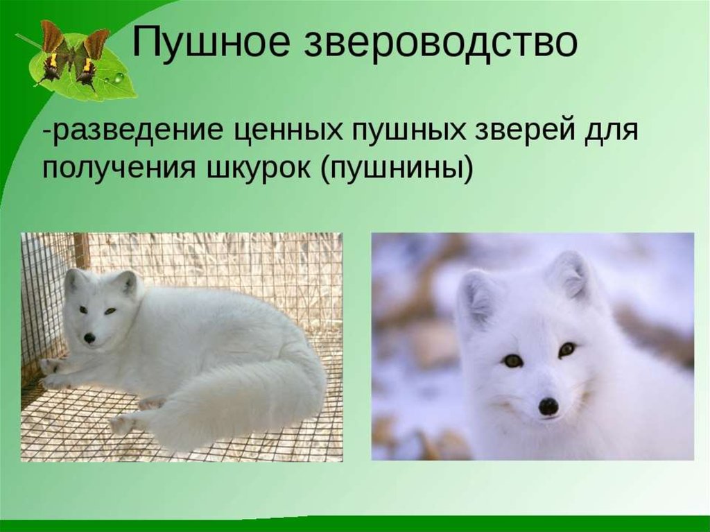 Клеточное звероводство презентация