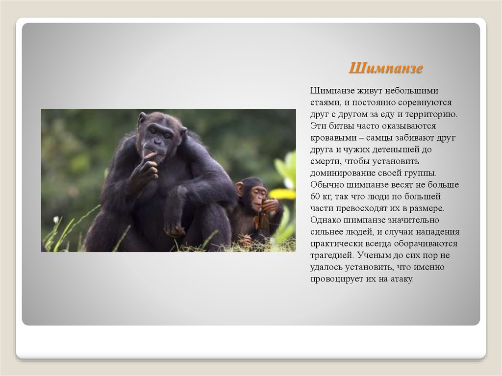 Где обитают шимпанзе