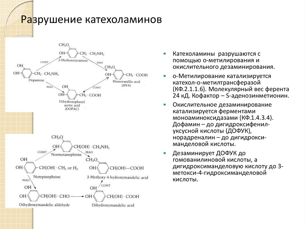 Фермент адреналина. Метаболизм катехоламинов биохимия. Распад катехоламинов. Схема механизма действия катехоламинов. Функции катехоламинов биохимия.