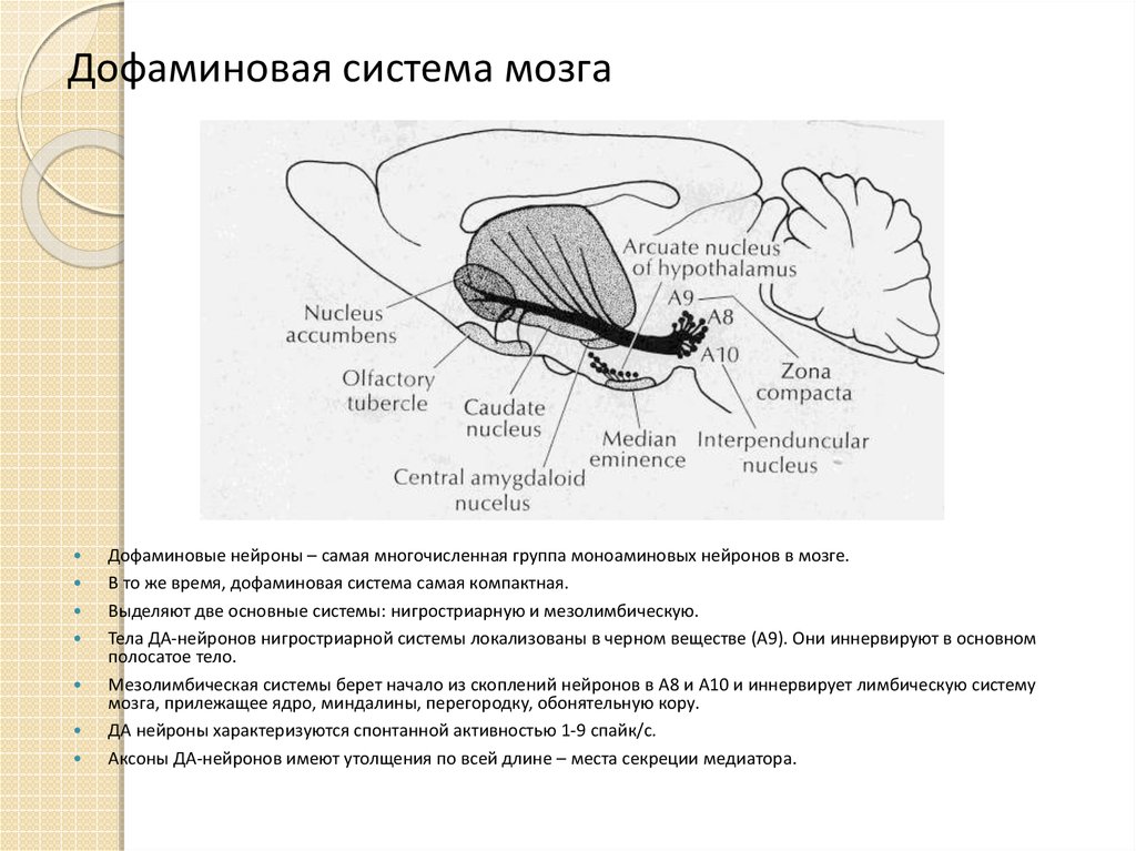 Дофаминовая девушка