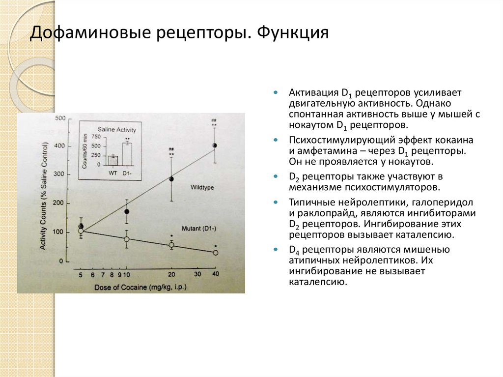 Дофаминовые рецепторы. Дофаминовые рецепторы Рецептор функции. Функции дофаминовых рецепторов. Центральные допаминовые рецепторы это. Ингибирует допаминовые рецепторы.