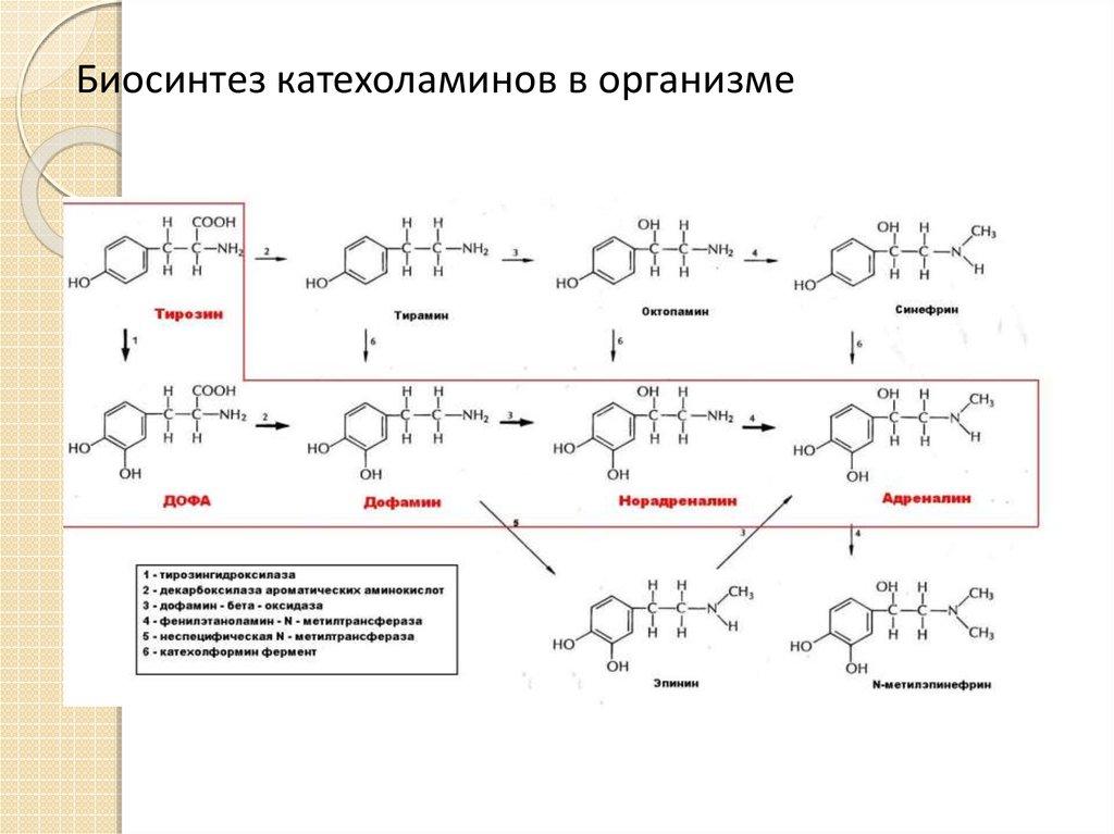 Схема синтеза катехоламинов