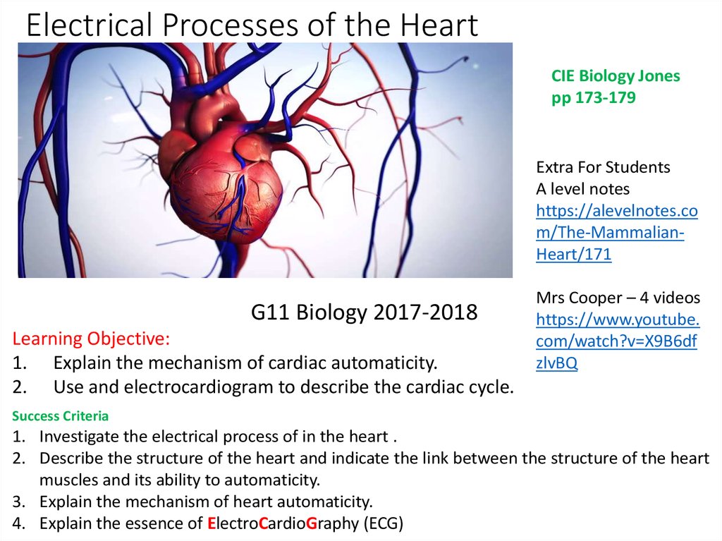 Electrical Processes of the Heart