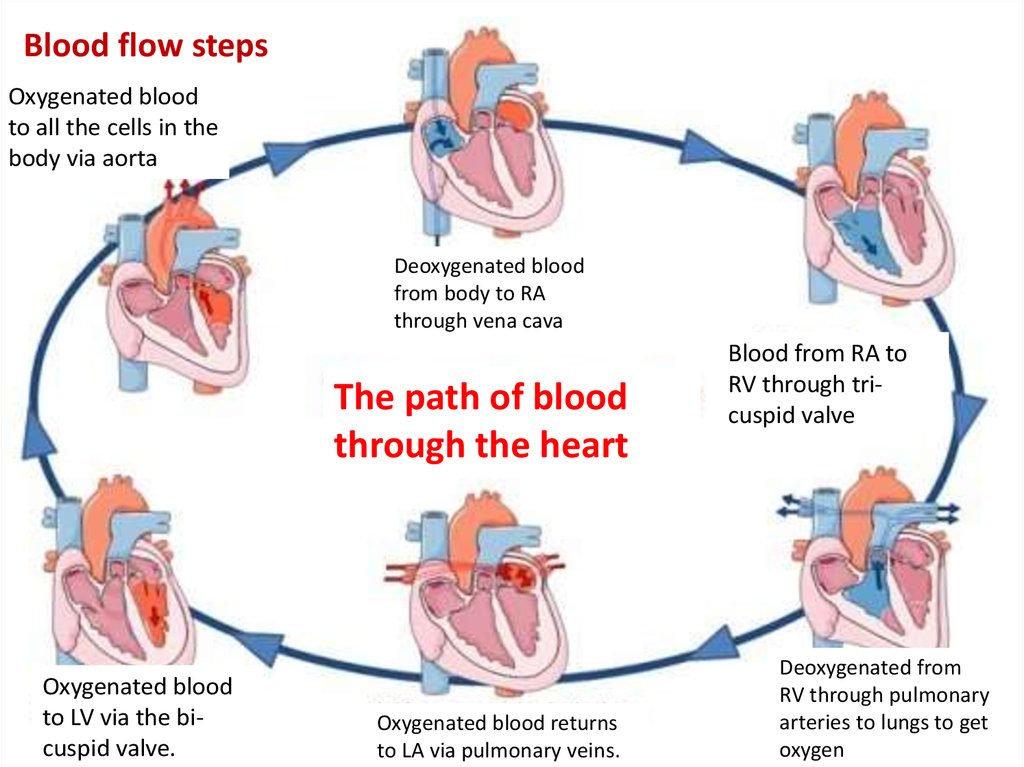 13-flow-of-blood-in-heart-flowchart-robhosking-diagram