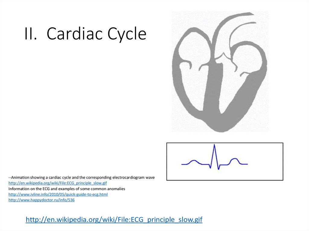 II. Cardiac Cycle