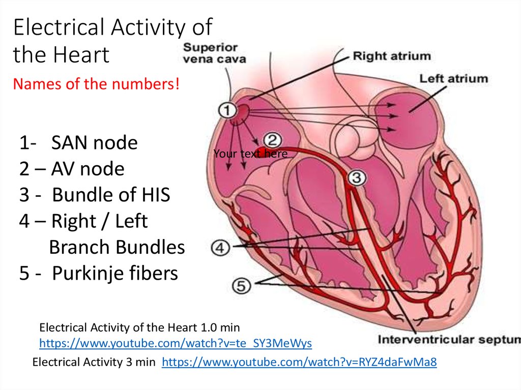 Electrical Processes Of The Heart Online Presentation