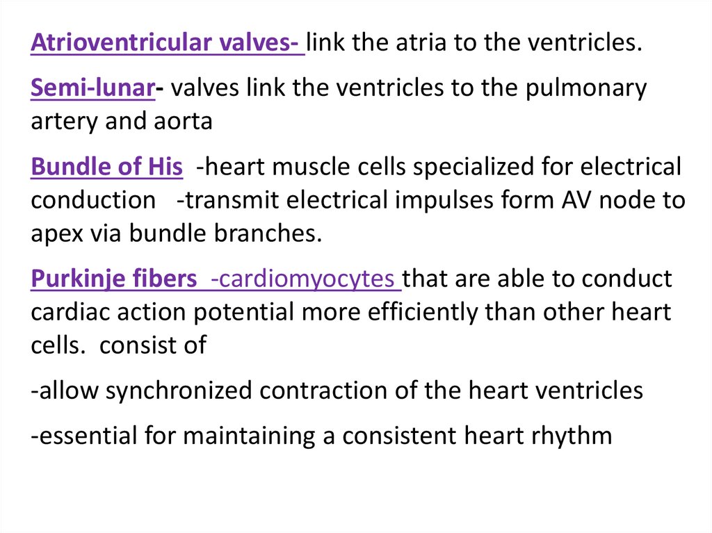 Electrical Processes Of The Heart Online Presentation