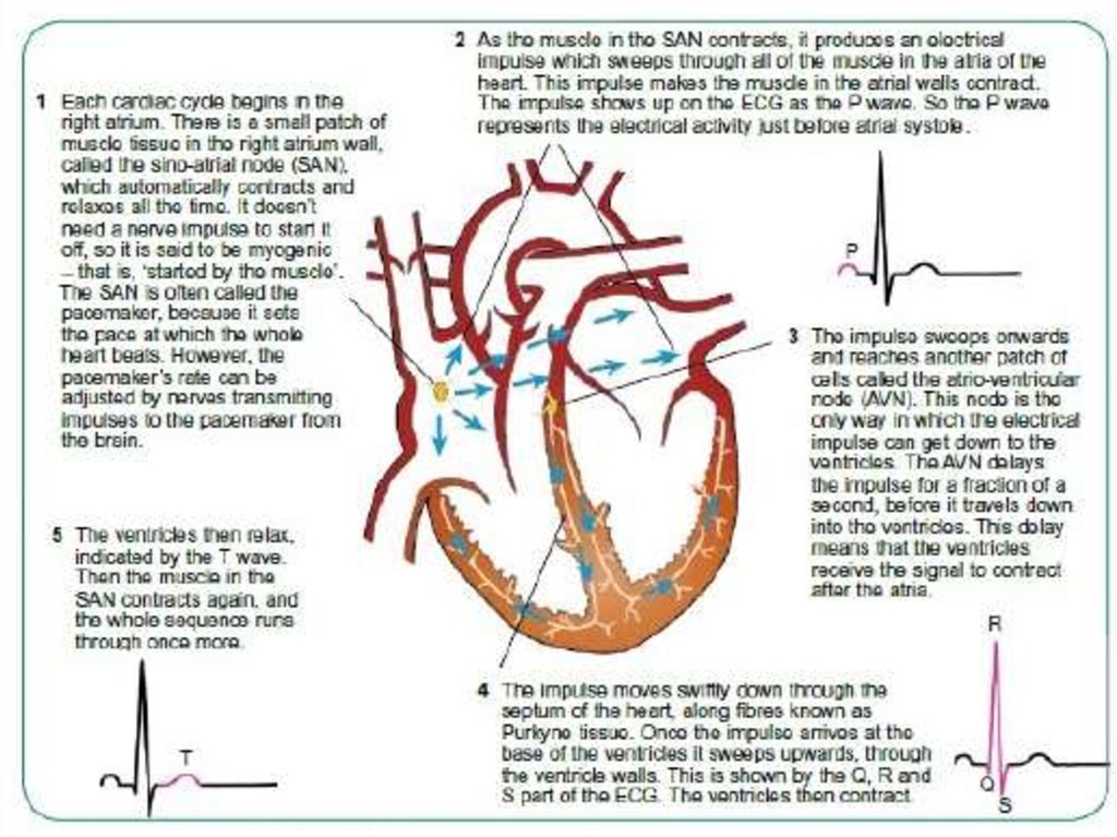 Electrical Processes Of The Heart Prezentaciya Onlajn