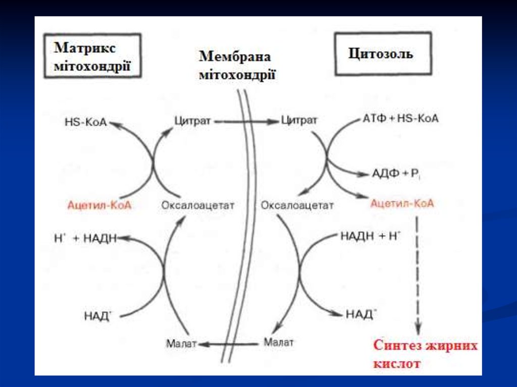 Митохондрии синтез липидов. Челночные механизмы ацетил КОА. Ацетил КОА из жирных кислот. Перенос ацетил КОА через мембраны митохондрий. Челночный механизм переноса ацетил-КОА.