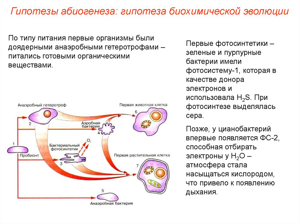 Гипотеза биохимической эволюции презентация