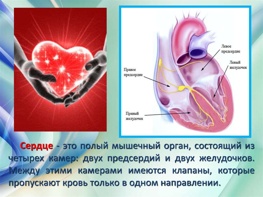 3 в правое предсердие впадает. Правое и левое предсердие. Сердце. Сердце полый мышечный орган.