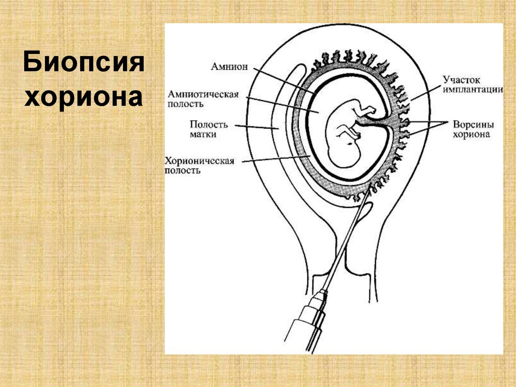 Амниотическое яйцо пресмыкающихся