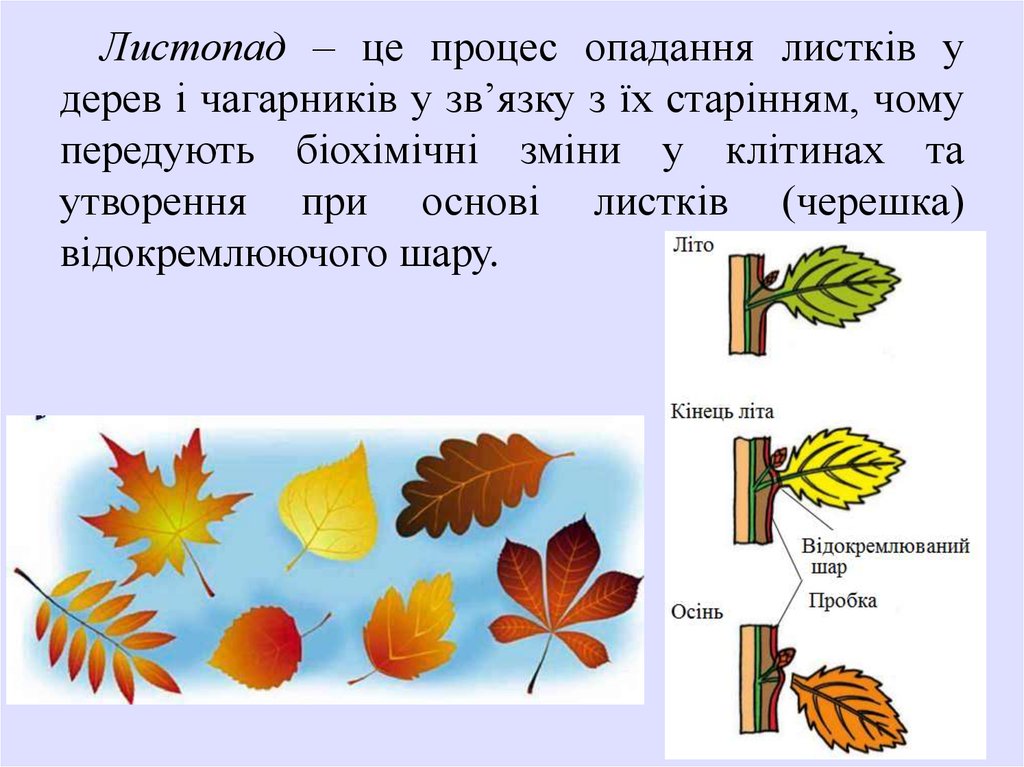 Какова история листка