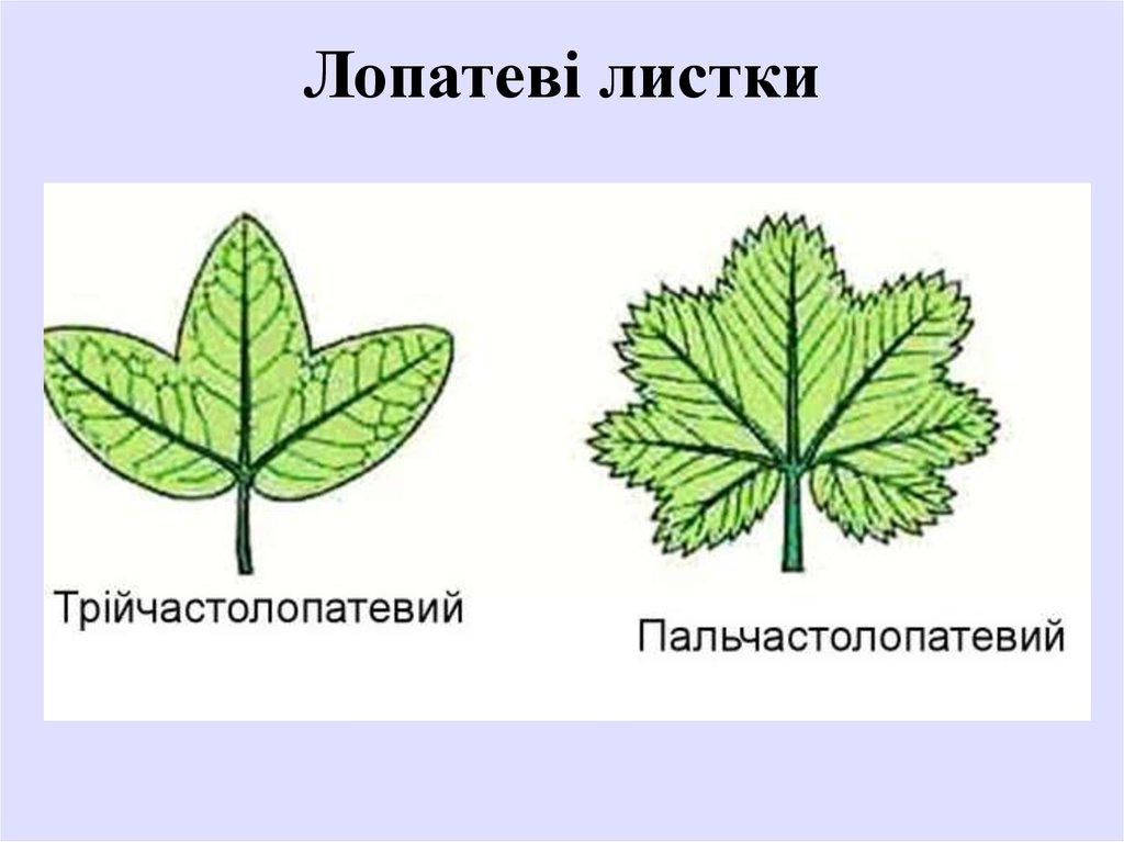 Производные листки. Пальчастополопатевий листок. Стрилоподибний листок. Листок племры прилегающий к легким. Новости листок.