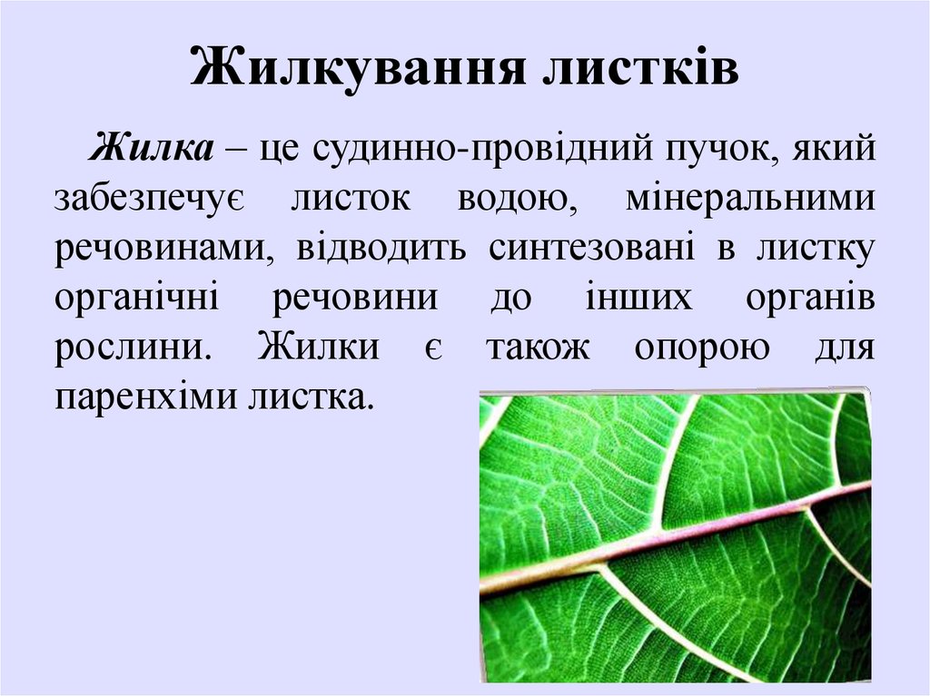 Жилка это. Жилка листа. Жилки листа выполняют функции. Жилка листа это в биологии. Функции жилок.