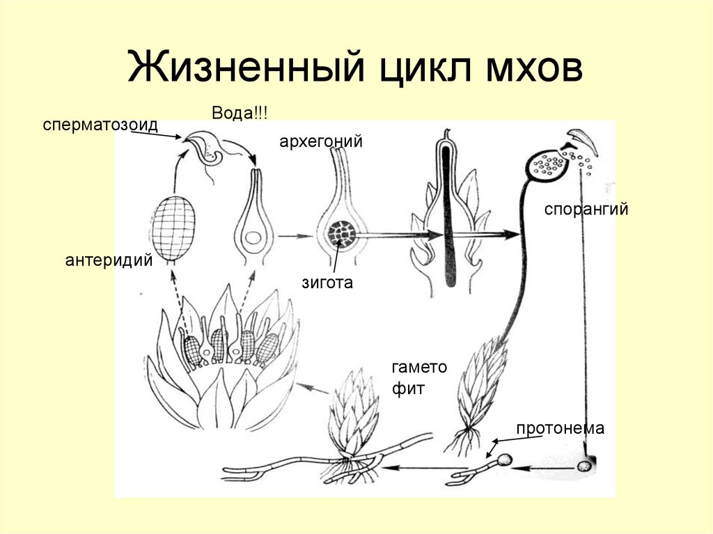 Сфагнум жизненный цикл схема