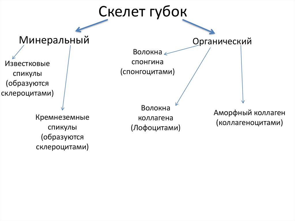 Какой скелет имеют