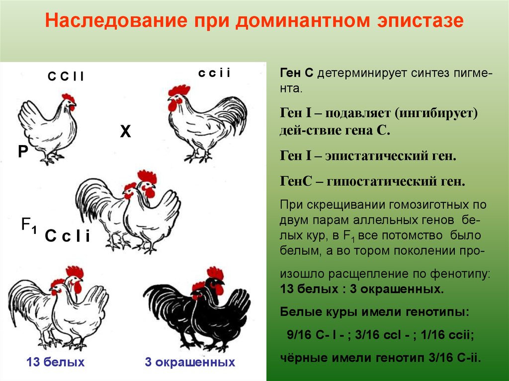 Скрещивание кур. Наследование окраски плодов тыквы доминантный эпистаз. Эпистаз. Взаимодействие неаллельных генов эпистаз. Эпистаз доминантный и рецессивный.