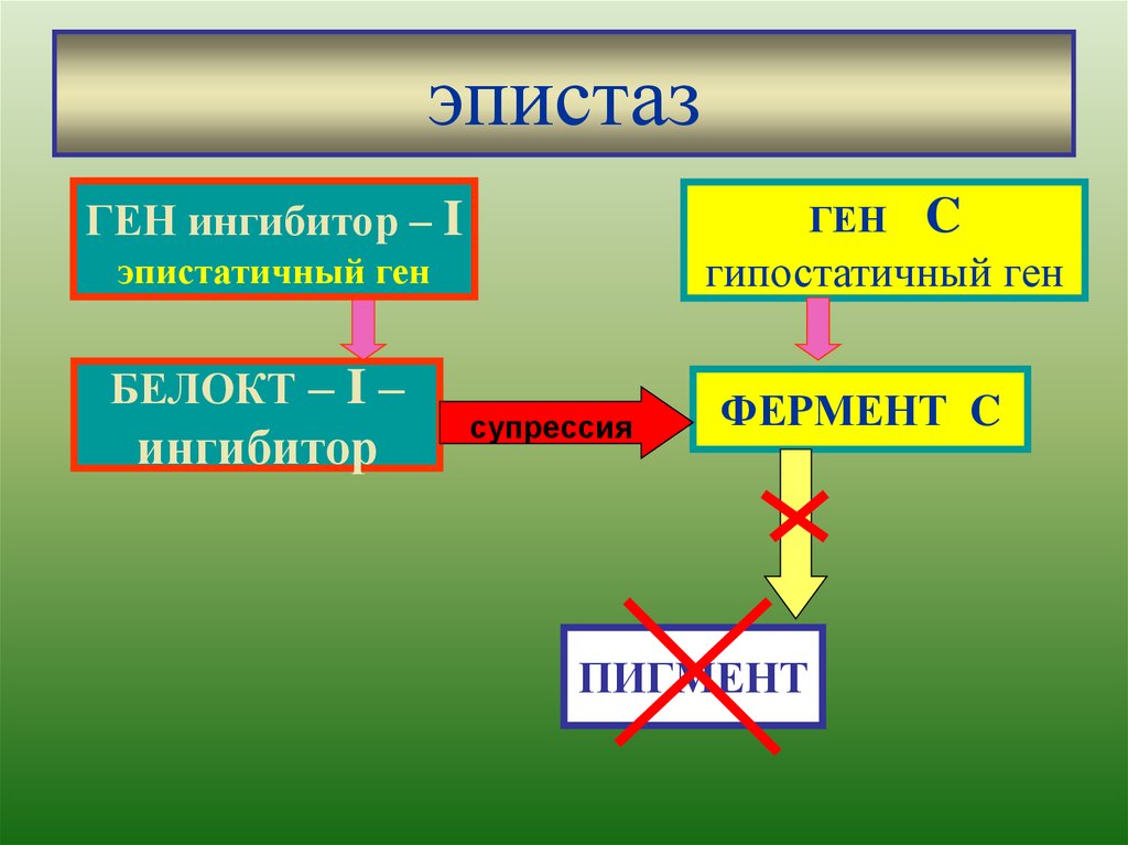 Генотип как целостная система. Ген ингибитор это. Гипостатичный ген. Гены ингибиторы. Ингибитор и гены ингибиторы.