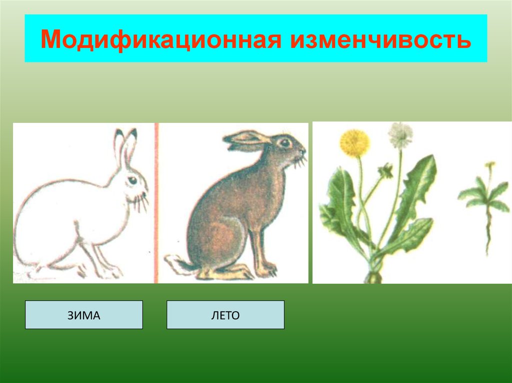 Изменчивость биология картинки