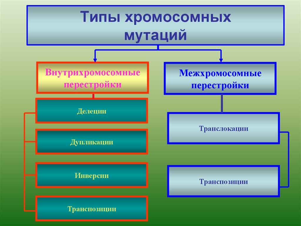 Виды хромосомных мутаций. Типы мутацийхроиосомных. Виды хромосомных му ации. Стды хромомомнвх мутаций.