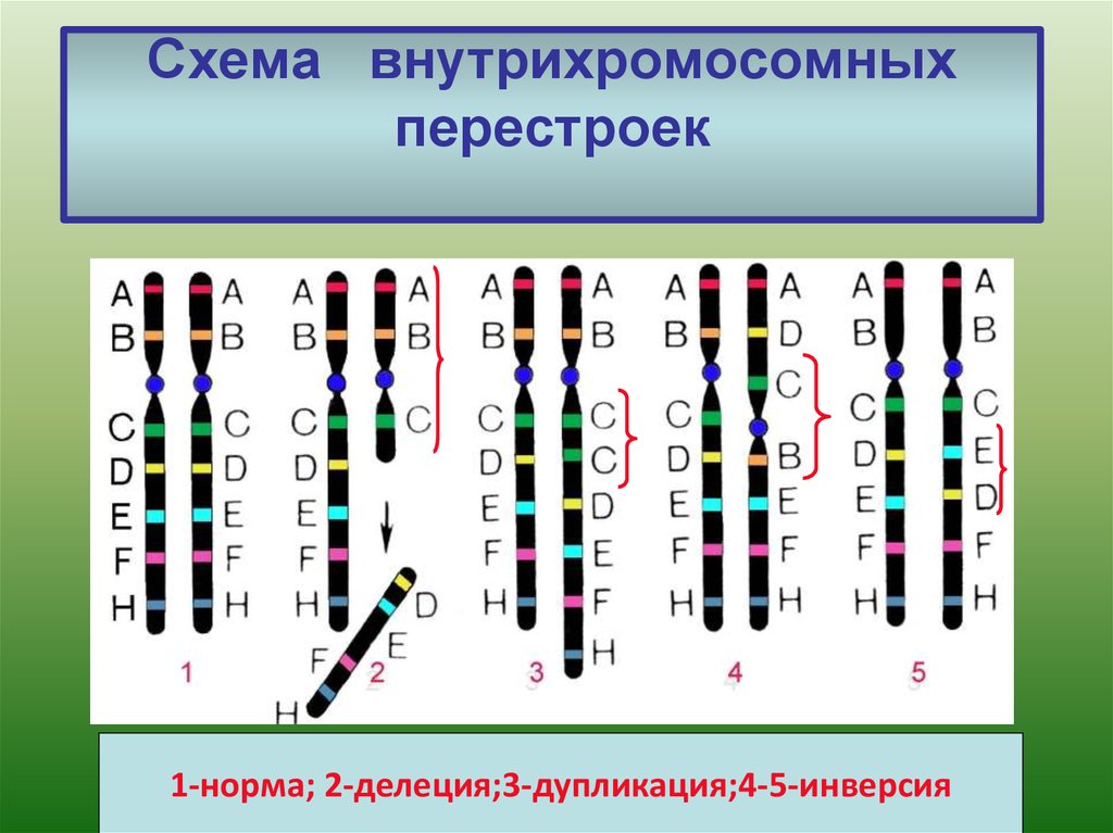 Удвоение участка хромосомы какая мутация. Хромосомные мутации дупликация. Схема дупликации хромосом. Хромосомные мутации аберрации перестройки. Внутрихромосомные перестройки.