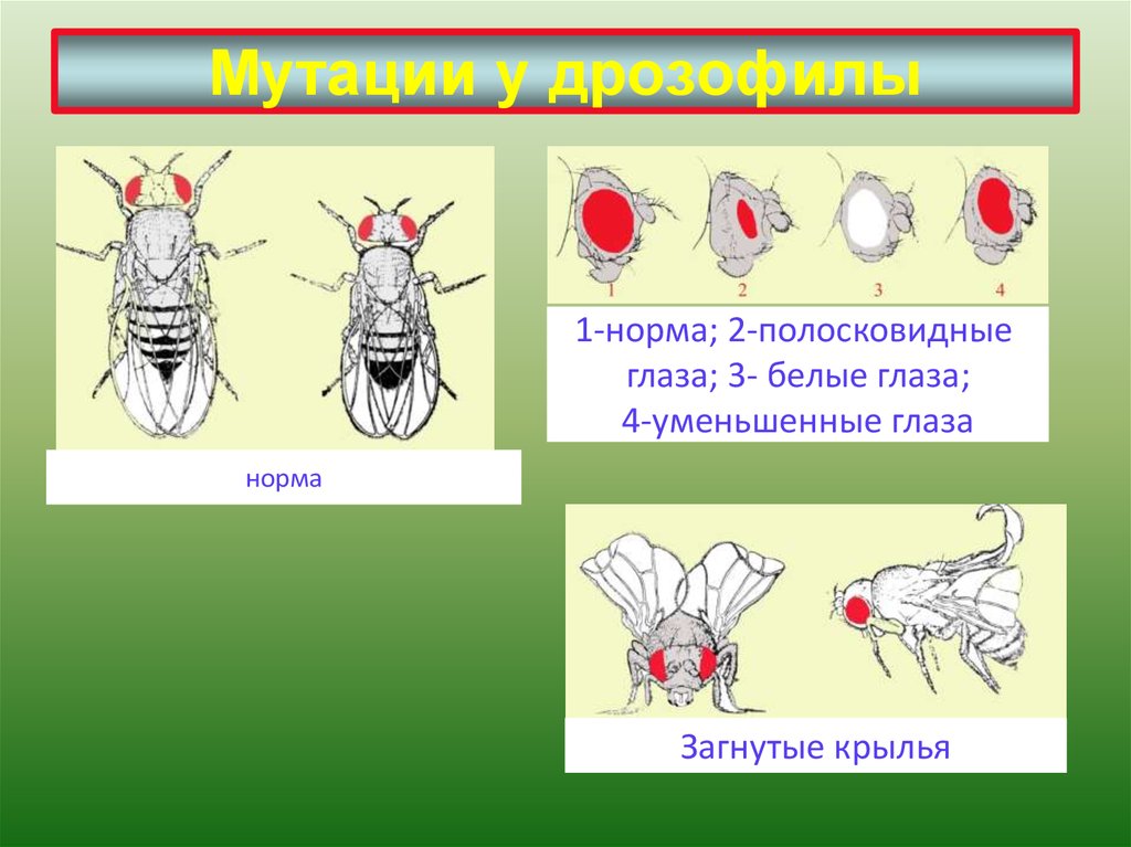 Киноварные глаза у дрозофилы