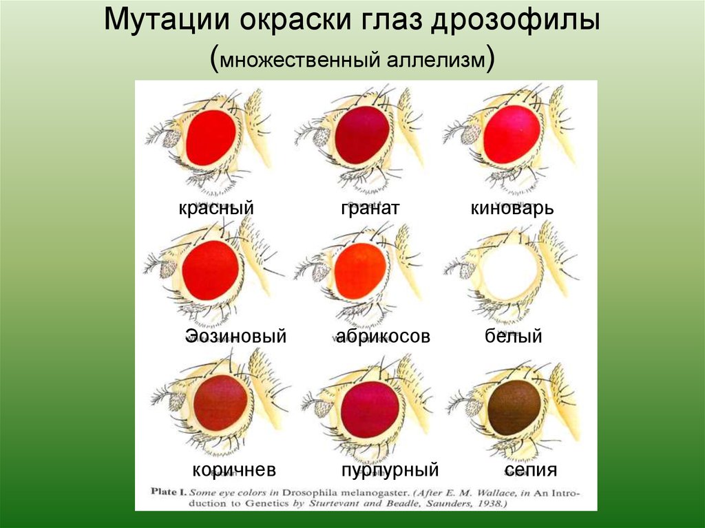 Киноварные глаза у дрозофилы