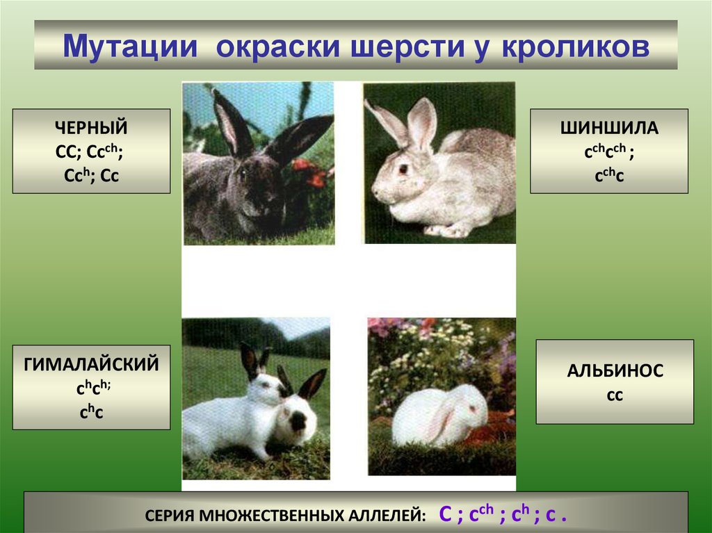 Изменение окраски шерсти кролика. Множественный аллелизм у кроликов. Генетика кроликов. Окраска шерсти у кроликов. Наследование окраски шерсти у кроликов.