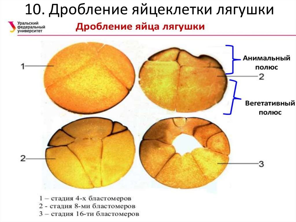 Бластула лягушки