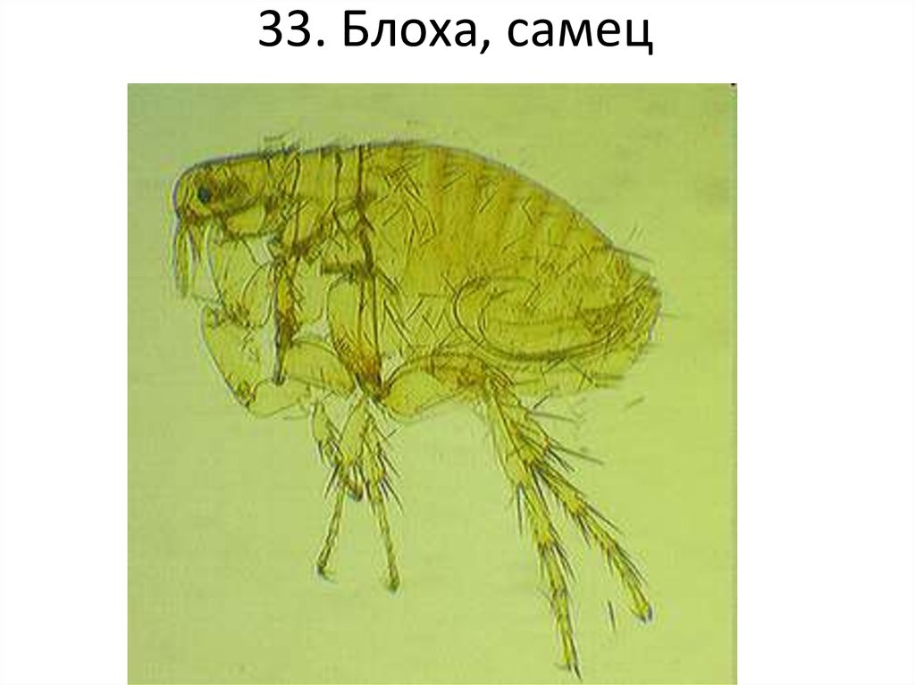 Pulex irritans. Человеческая блоха pulex irritans. Pulex irritans самец. Блоха (pulex SP.). Pulex irritans самка.