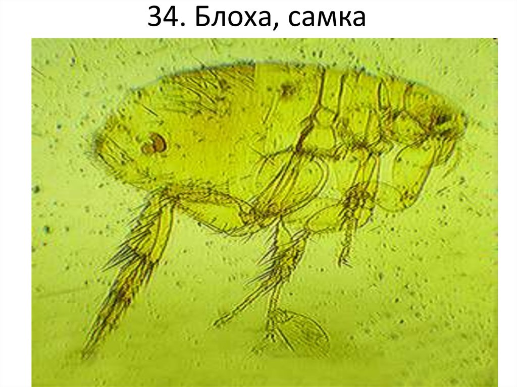 Pulex irritans. Pulex irritans самка. Человеческая блоха pulex irritans. Блоха pulex irritans самец. Блоха человеческая микропрепарат.