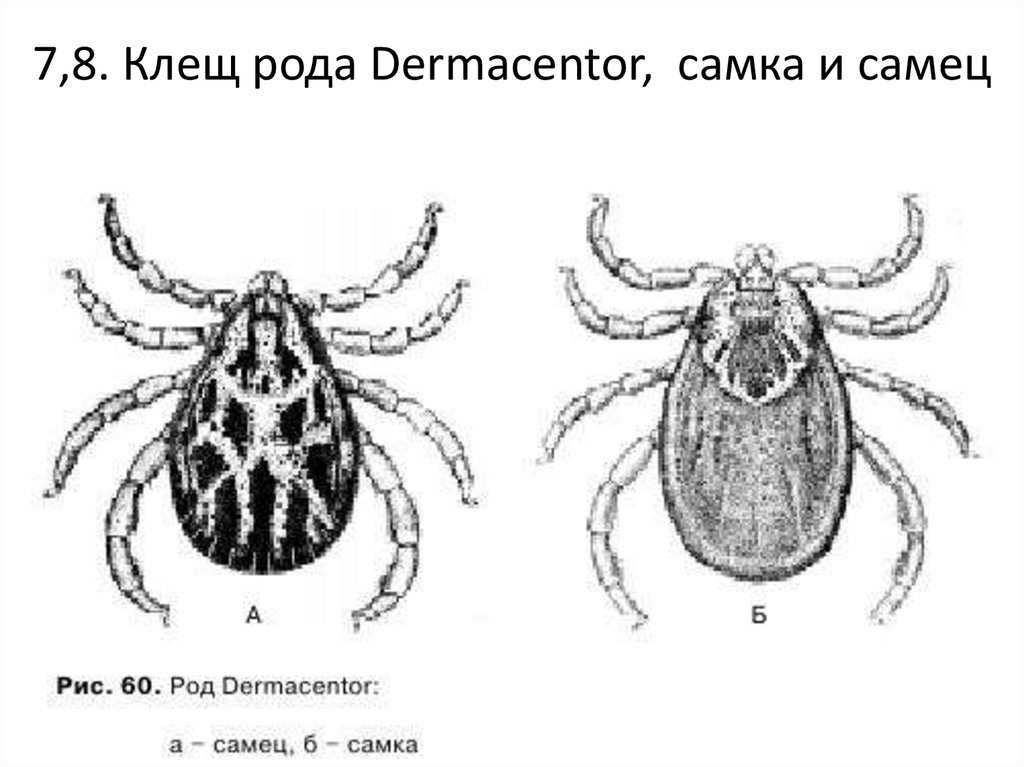 Клещ рисунок биология