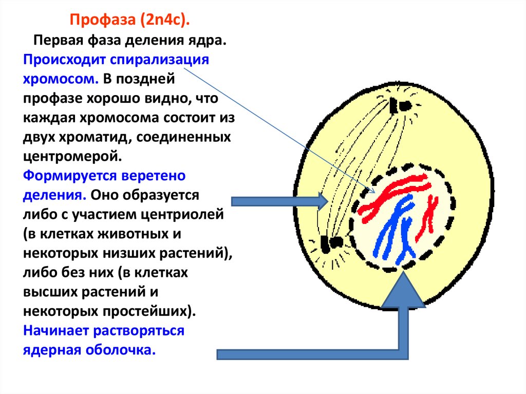 В профазе происходит спирализация хромосом. Профаза митоза ядрышко. Профаза 2. Профаза клетки. Спирализация хромосом фаза.