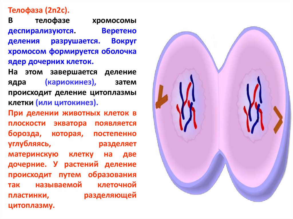 Клетка в телофазе. Телофаза 2n2c. Деление клетки телофаза. Телофаза мейоза 2n=2. Ядра дочерних клеток в телофазе.